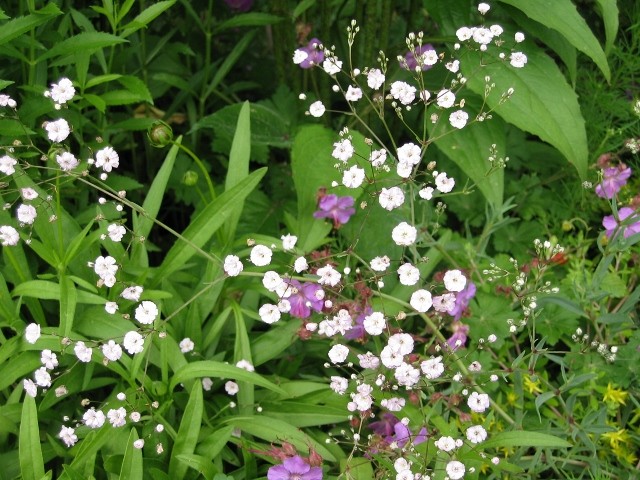Gypsophila 